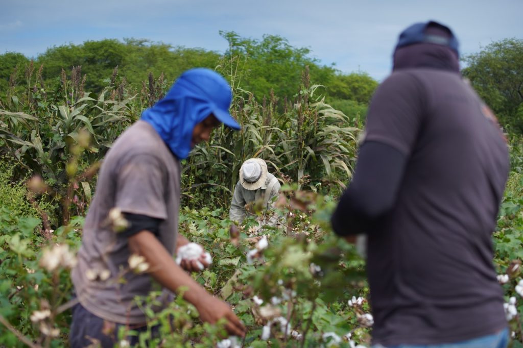 Guamaré (RN) estima colher 34 toneladas de algodão agroecológico