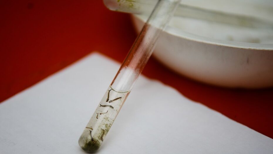RN tem a maior incidência de casos prováveis de dengue do Nordeste