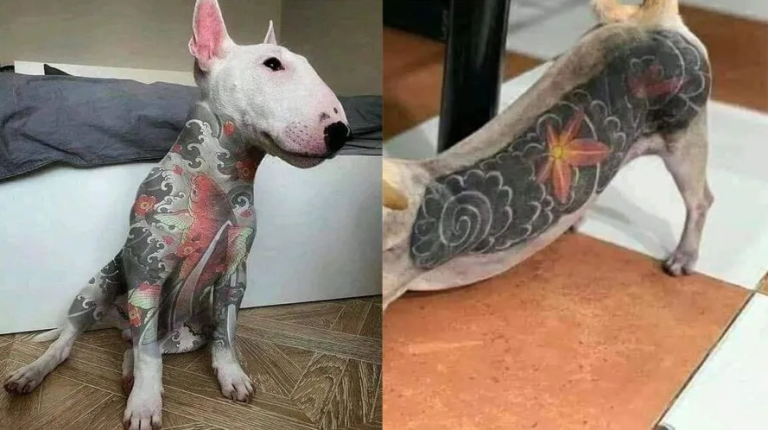 Comissão do Senado aprova projeto para prender por até 5 anos quem tatuar cães ou gatos