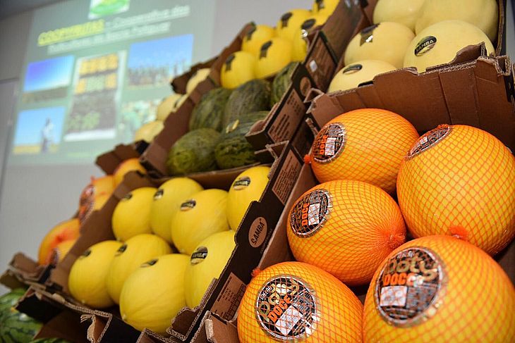 Exportação de frutas do RN da safra 2022 deverá reduzir em até 20%