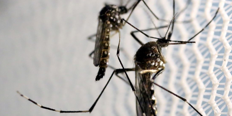 Mossoró pretende disponibilizar vacina contra a dengue em 2023