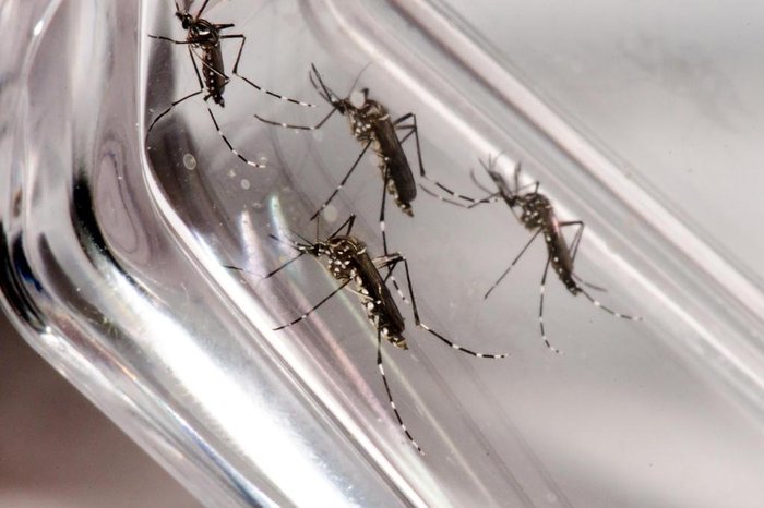 Registros de dengue crescem 740% no Rio Grande do Norte