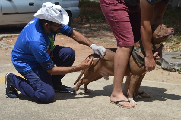 Natal terá quatro pontos de vacinação antirrábica no sábado (27)