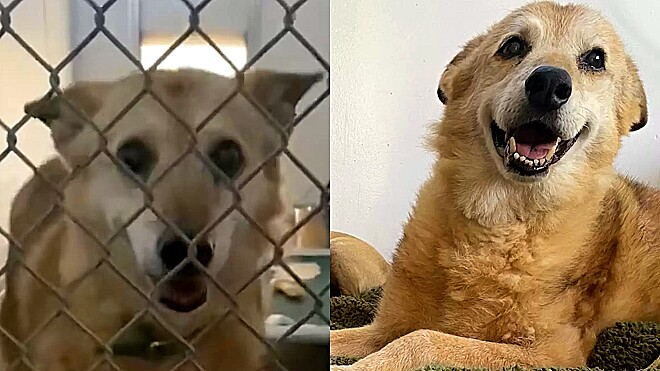 Após 14 anos em abrigo, cão idoso finalmente é adotado e dorme em sua própria caminha
