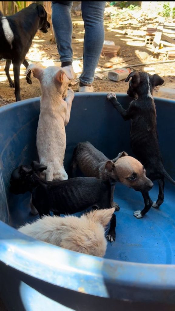 Mais de 10 cachorros são encontrados com sinais de maus tratos dentro de casa em Mossoró; homem é preso