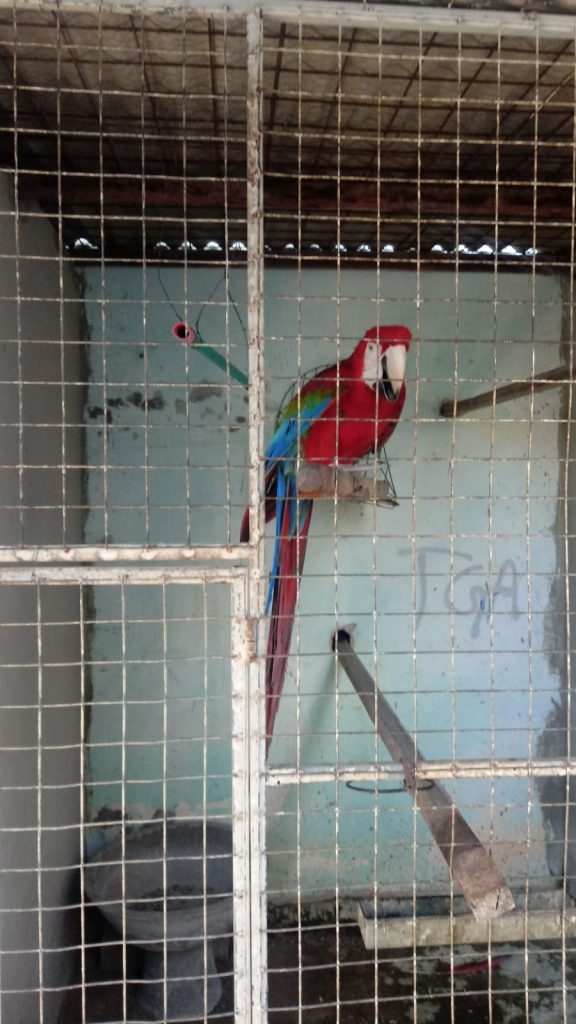 Fiscalização resgata aves silvestres mantidas irregularmente em cativeiro na Grande Natal