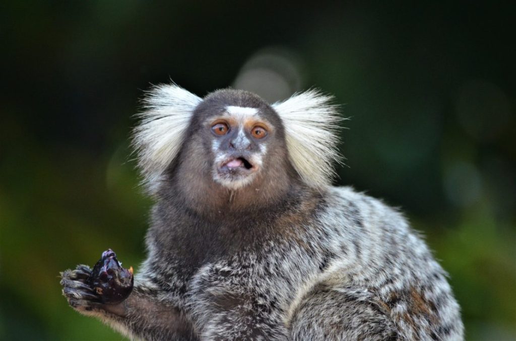 Biólogos afirmam que transmissão da varíola dos macacos não tem relação com o animal