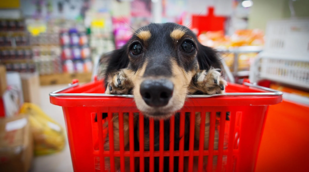 Rio é a 1ª cidade do Brasil a permitir animais domésticos em supermercados