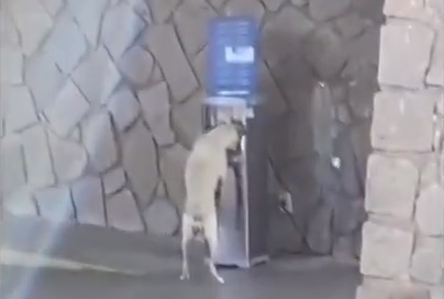 Cadela é flagrada utilizando bebedouro de alunos da UFRN para se hidratar