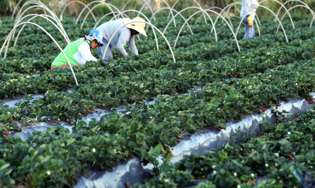 Agricultores têm perfil personalizado na plataforma Gov.br