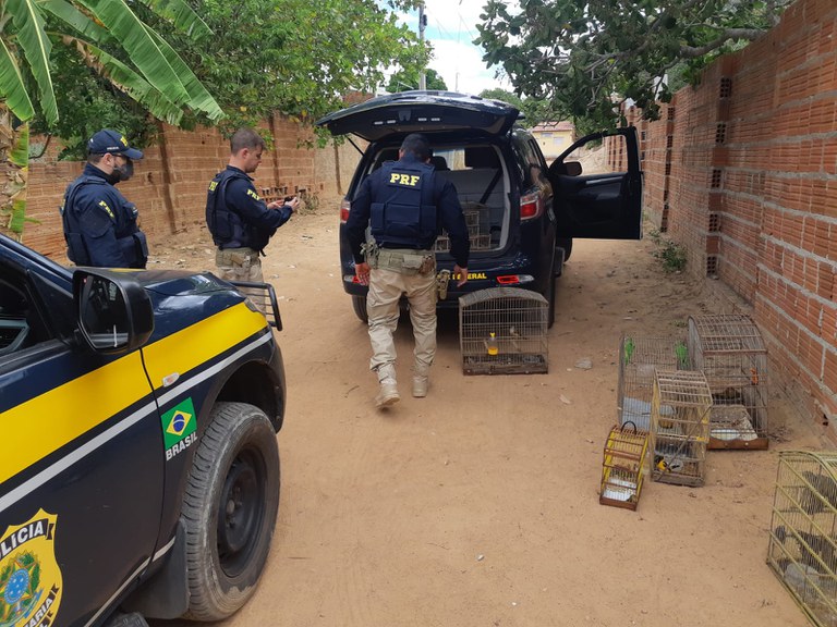 64 pássaros são resgatados durante operação da PRF em municípios do RN