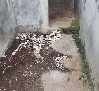 Policia encontra canil clandestino com diversos animais mortos em Parnamirim