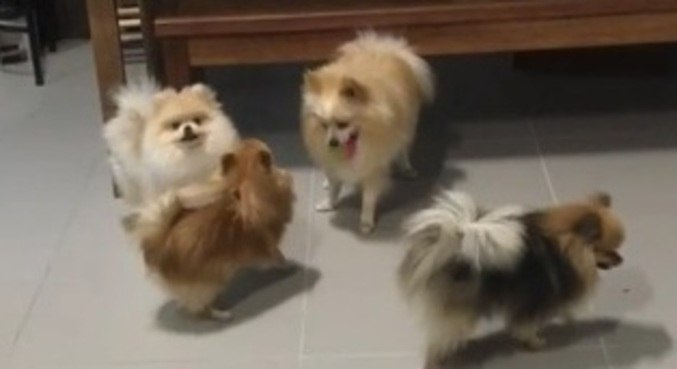 Nove cachorros morrem após comer suposto petisco contaminado