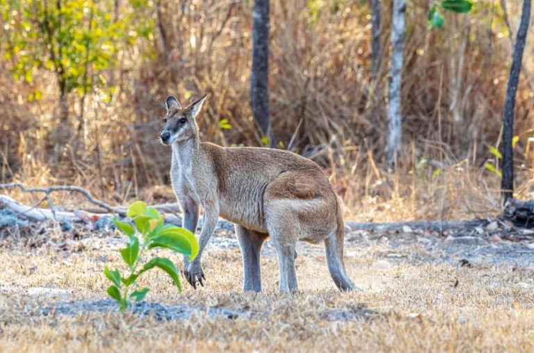 Australiano é morto por canguru que mantinha como animal de estimação