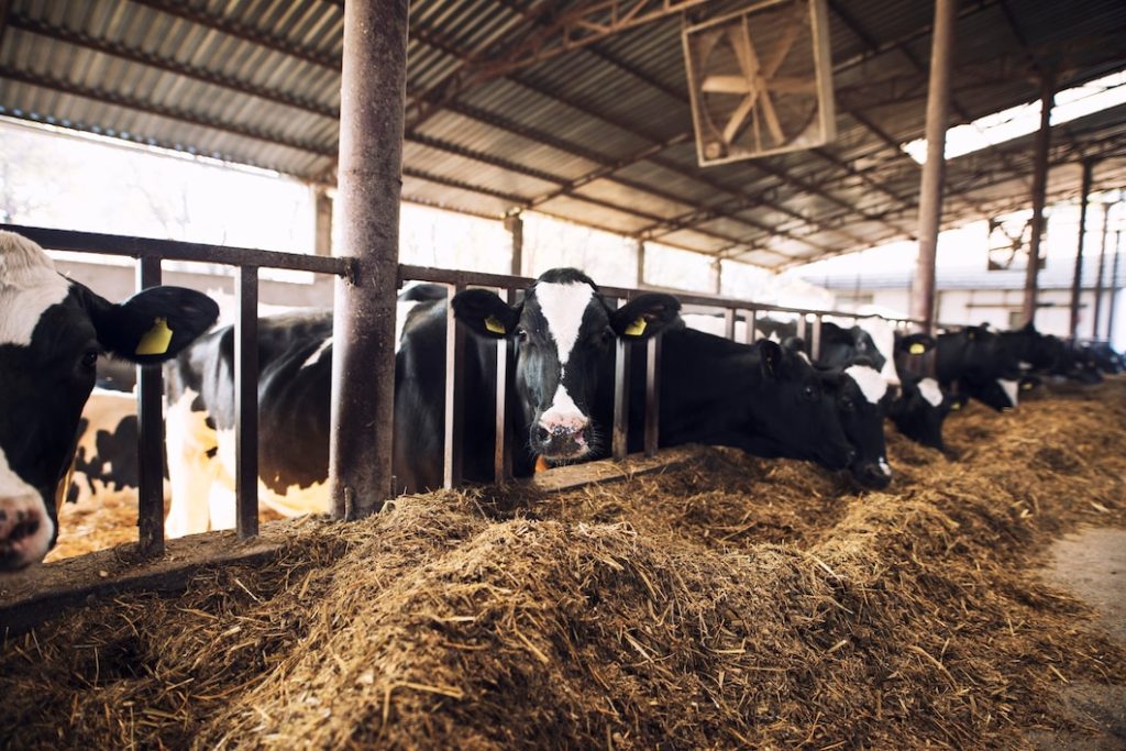 Jandaíra realiza sua primeira feira agropecuária nesta semana