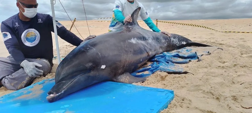 Golfinho é resgatado após encalhar em praia de Galinhos, no RN