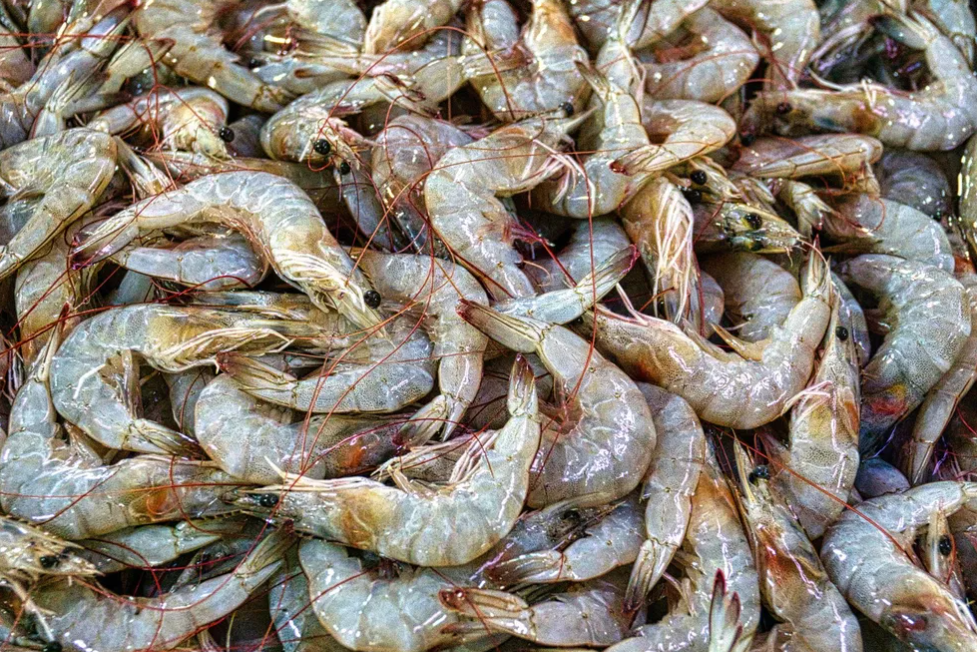 Municípios do RN caem no ranking de produção de camarão, diz IBGE