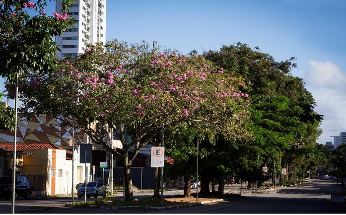 Prefeitura de Natal (RN) realiza Seminário de Arborização Urbana e Meio Ambiente