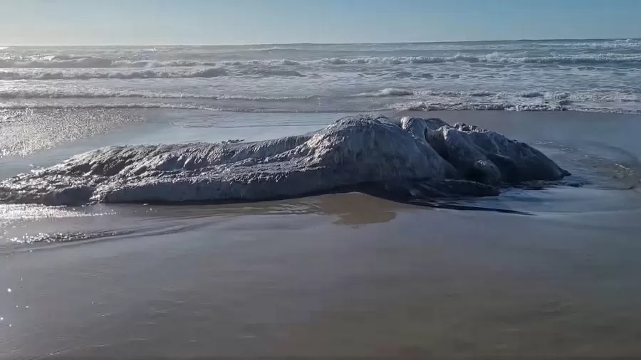 ‘Monstro marinho’ misterioso do tamanho de caminhão é achado em praia dos EUA