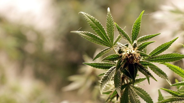 Médicos do RN criticam a restrição ao acesso à cannabis medicinal