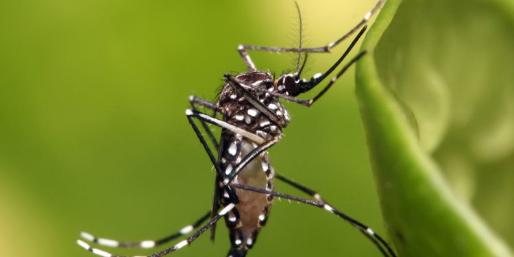 Sesap reforça ações de prevenção de arboviroses em gestantes