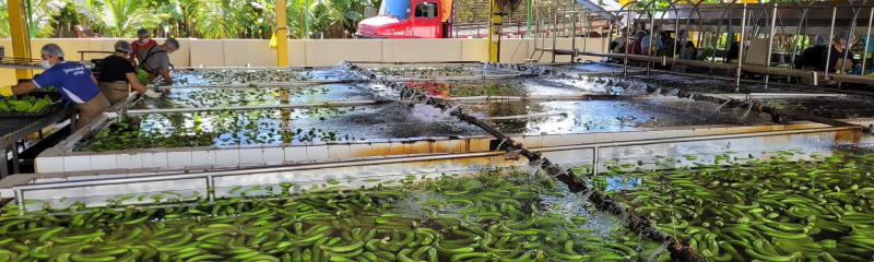 RN recebe sinal verde para exportação de banana para o Egito