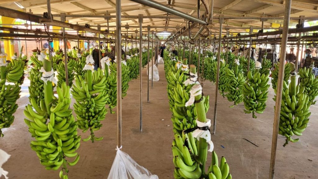Made in RN: exportação de frutas deve gerar R$ 1 bilhão