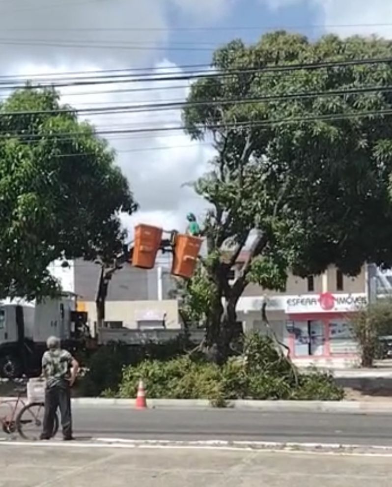 Semsur retira árvores da Avenida Itapetinga à pedido da STTU