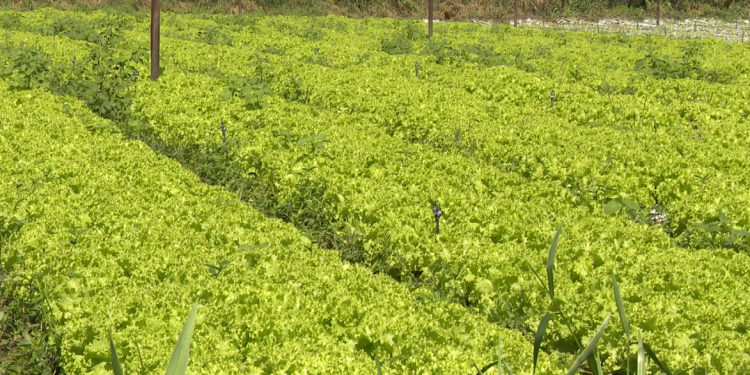 Produtores de Mossoró apostam na produção de hortaliças orgânicas em grande escala