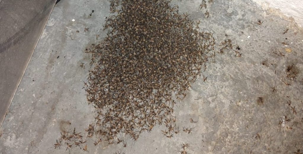 Penitenciária de Alcaçuz tem infestação de mosquitos por falta de saneamento