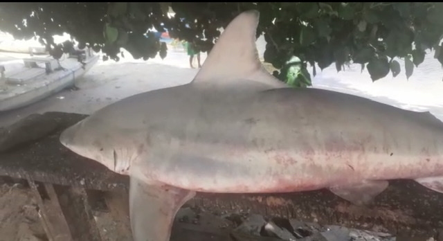 Tubarão é fisgado por pescadores nas proximidades dos parrachos de Pirangi