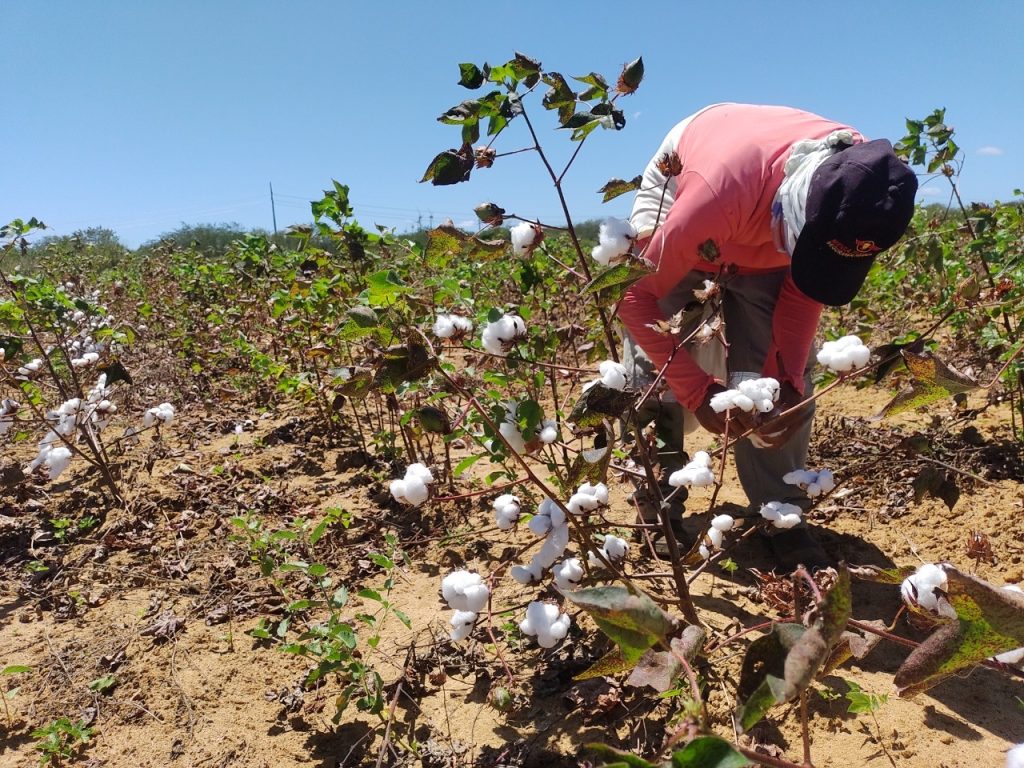 Governo do RN realiza 1º Seminário Estadual do Projeto Algodão Agroecológico Potiguar