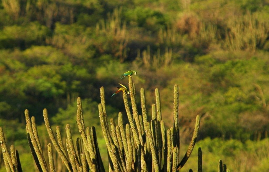 Idema propõe criação de nova Unidade de Conservação para proteção da Caatinga