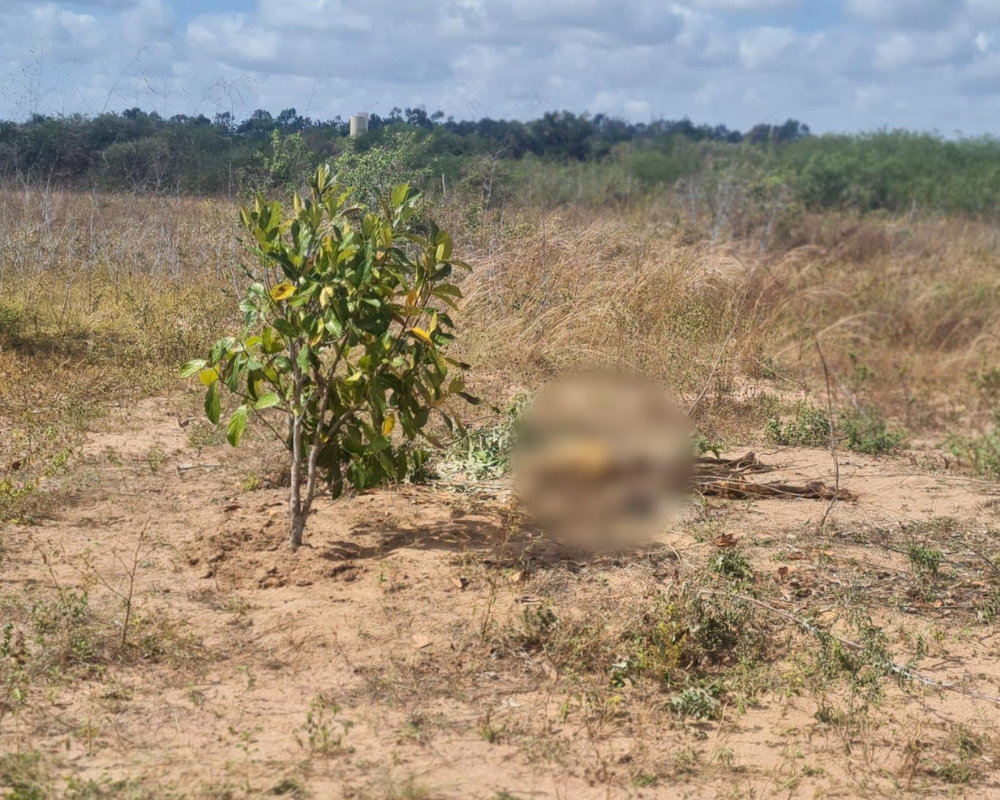 Ossada sem cabeça é encontrada em matagal na Grande Natal