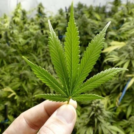 Anvisa autoriza fabricação de novo medicamento à base de cannabis