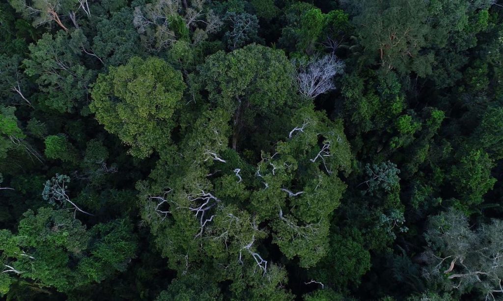 MP muda normas de gestão de florestas para fomentar mercado de carbono