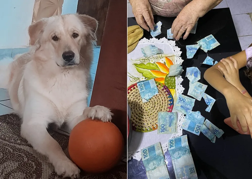 Cachorro rasga sete notas de R$ 100 de aposentada no interior do RN: ‘Fiquei aperreada