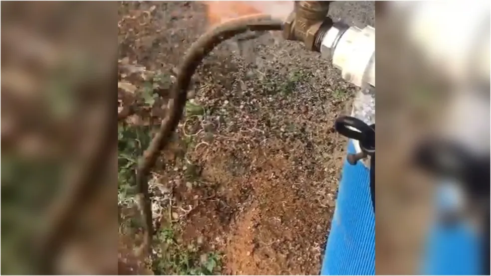 Cobra sai de torneira durante inauguração de poço e assusta moradores no Ceará