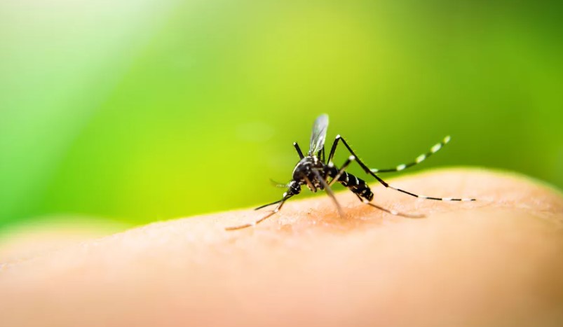 RN tem aumento de mais de 800% nos casos confirmados de dengue em 2022