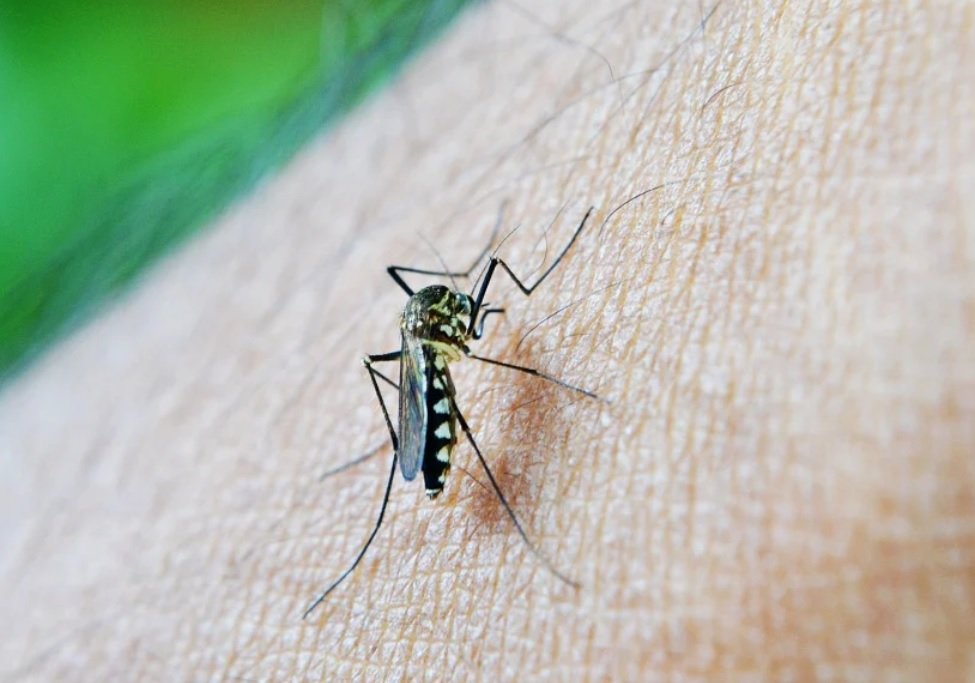 Veja a diferença entre pernilongo e mosquito da dengue