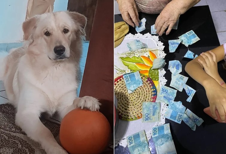 Cachorro rasga sete notas de R$ 100 de aposentada no interior do RN: ‘Fiquei aperreada’