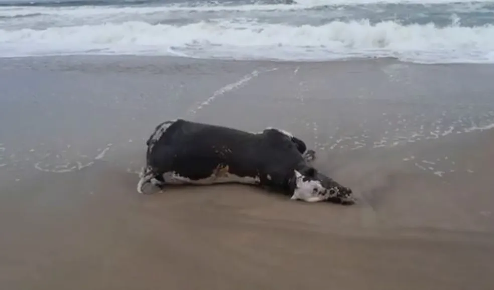 Vacas são encontradas mortas em praia no litoral do Paraná