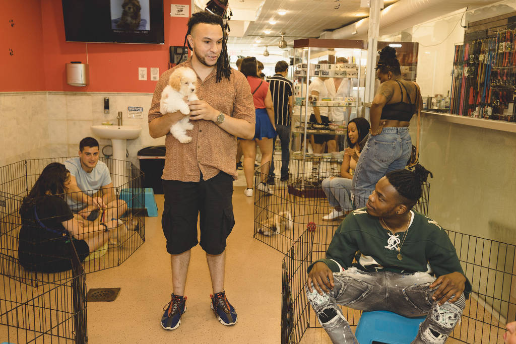 Nova York proíbe pet shops de venderem cães, gatos e coelhos