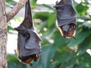 Caso de raiva em morcego provoca bloqueio vacinal em bairro de Natal