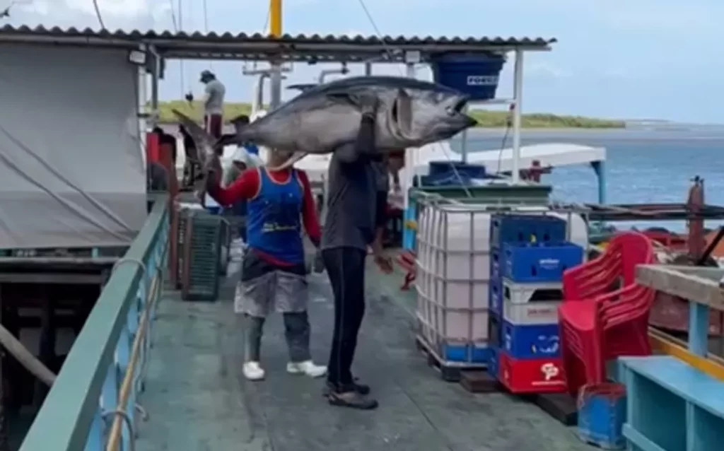 Impressionante: peixe gigante de 100kg é pescado em Areia Branca (RN)