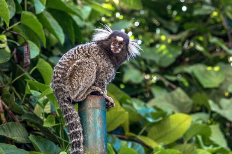Novo caso suspeito de febre amarela em primata é investigado no RN