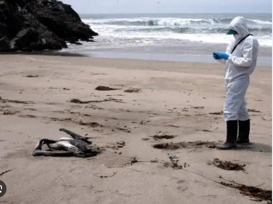 As primeiras amostras de aves achadas mortas  no litoral do RN têm resultado negativo para  gripe aviária