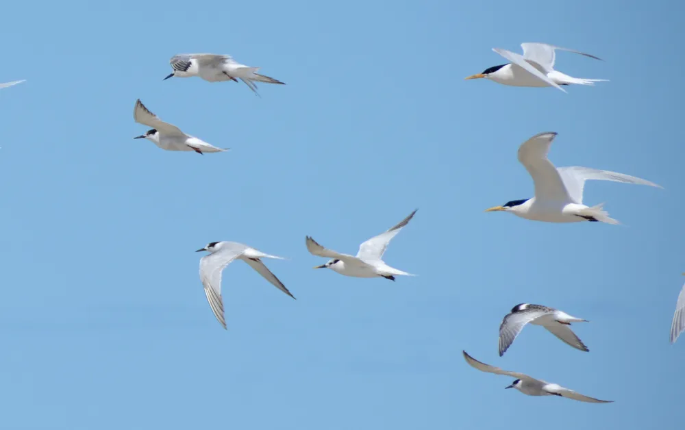 Governo do RN orienta população a não tocar em aves encontradas mortas por risco de contaminação