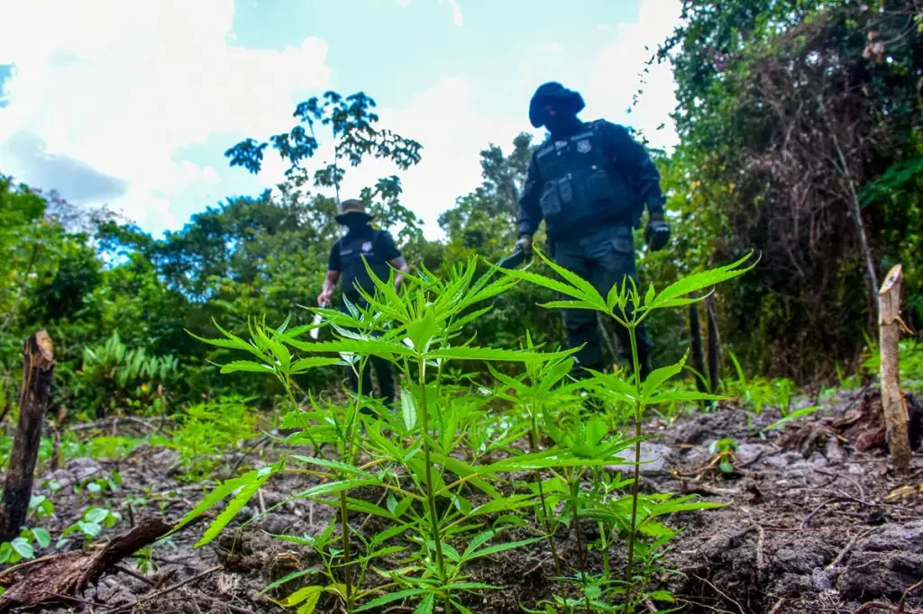 Supremo suspende votação pela descriminalização do porte de maconha com 4 votos favoráveis