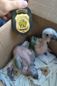 Polícia Civil prende homem em flagrante por vender filhotes de papagaios em Natal